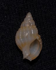 Nassarius nigellus
