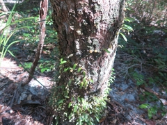 Bulbophyllum exiguum
