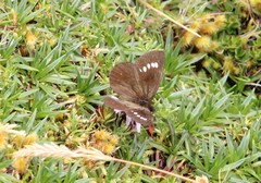 Altopedaliodes