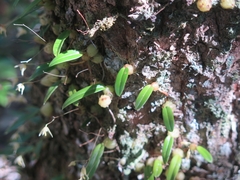 Bulbophyllum exiguum