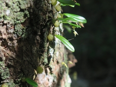 Bulbophyllum exiguum