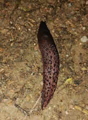 Limax dacampi