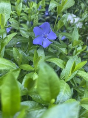 Vinca minor