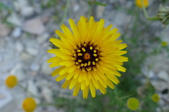 Reichardia
