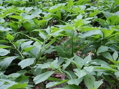Scopolia caucasica