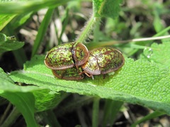 Cassida canaliculata