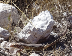 Gerrhosaurus nigrolineatus