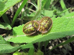 Cassida canaliculata