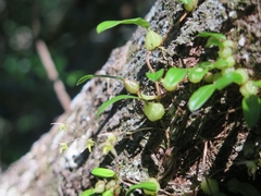 Bulbophyllum exiguum