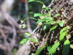 Bulbophyllum exiguum