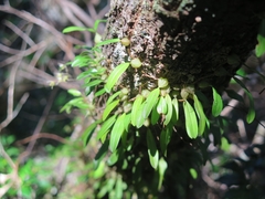 Bulbophyllum exiguum