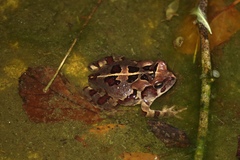 Sclerophrys pardalis