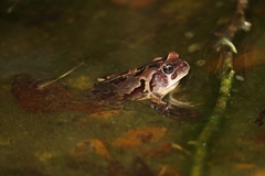 Sclerophrys pardalis