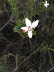 Philotheca queenslandica
