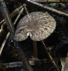 Pluteus perroseus