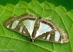 Glyphodes quadrimaculalis