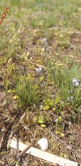 Myosotis stricta