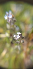 Myosotis stricta