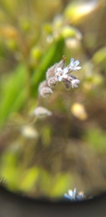 Myosotis stricta
