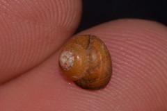 Cantharidella picturata