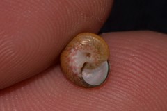 Cantharidella picturata