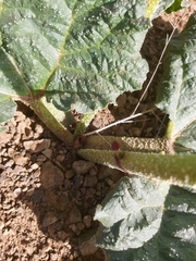 Rheum ribes