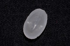 Tugali parmophoidea