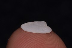 Tugali parmophoidea