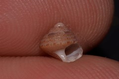 Eurytrochus strangei