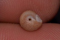 Eurytrochus strangei