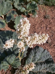 Rheum ribes