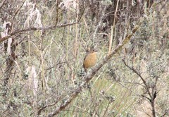 Grallaria quitensis