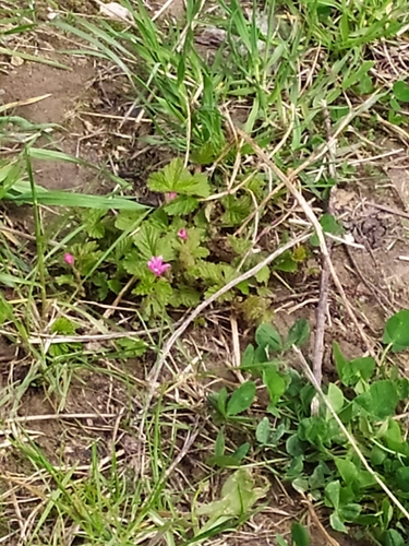 arctic raspberry