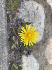 Taraxacum