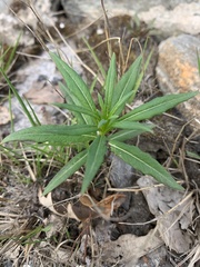 Chamaenerion angustifolium
