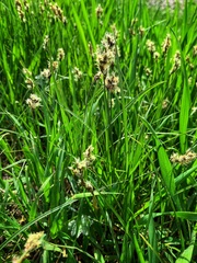 Carex praecox