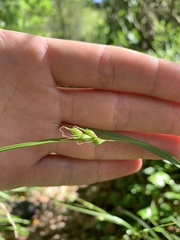 Carex depauperata