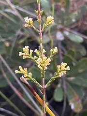 Micromyrtus littoralis