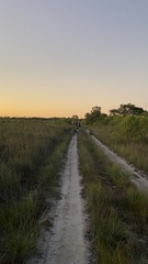 Micromyrtus littoralis