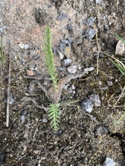 Achillea millefolium