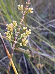 Micromyrtus littoralis