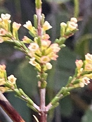 Micromyrtus littoralis