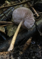 Pluteus perroseus