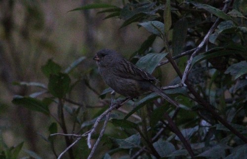 Plain-colored Seedeater (Catamenia inornata), photo 8