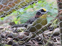 Atlapetes pallidinucha