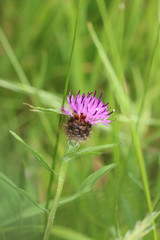 Centaurea decipiens