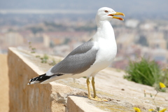 Larus michahellis