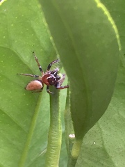 Opisthoncus nigrofemoratus