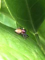 Opisthoncus nigrofemoratus