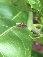 Opisthoncus nigrofemoratus